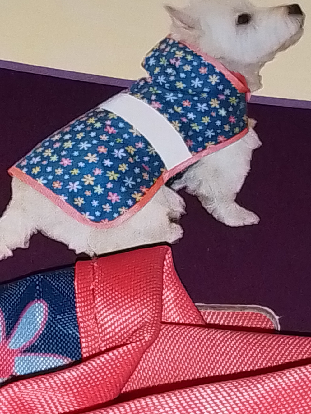 Dog Reversible Rain Jacket - Small - Picture 7 of 7